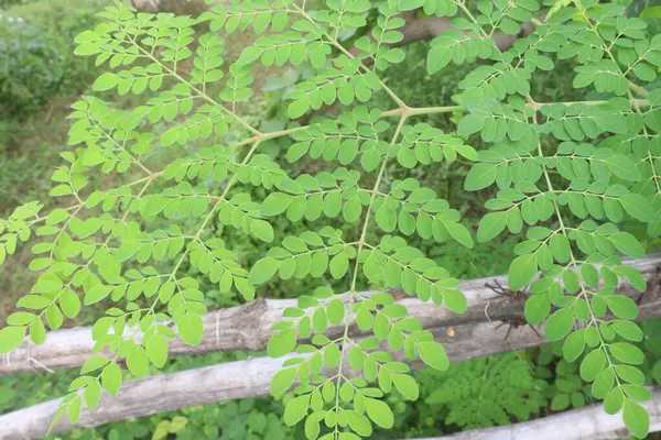 stock image Moringa on tree in farm for harvest are cash crops. is scientifically known as Moringa oleifera Lam. It is found in the Himalayan areas of India, Bangladesh, Afghanistan and Pakistan