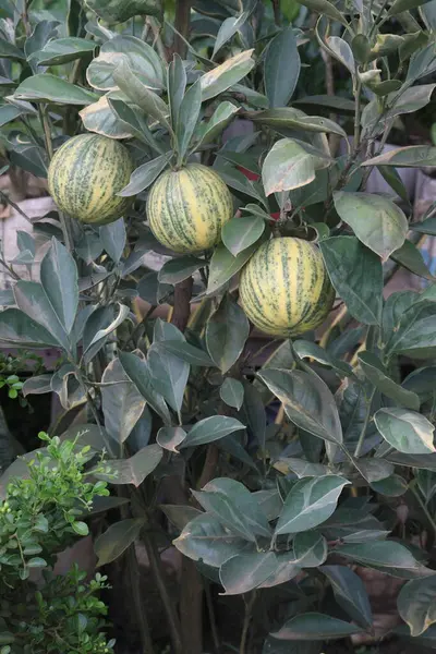 Stock image Variegated Malta orange fruit on tree in farm for harvest are cash crops