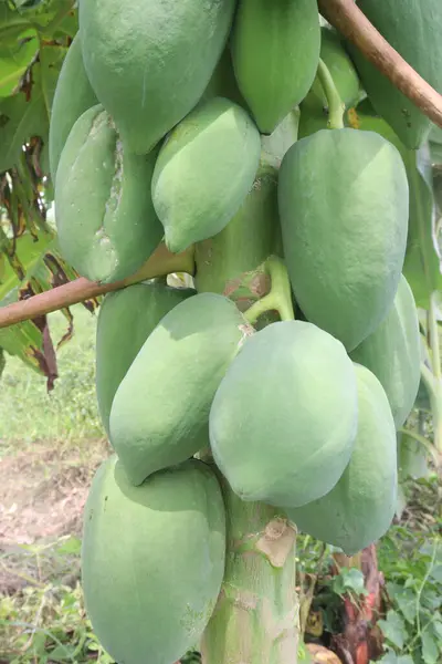 stock image raw papaya on tree in farm for harvest are cash crops. have several health benefits. good source of dietary fibre, vitamin C, vitamin A, potassium, antioxidants, anti inflammatory properties