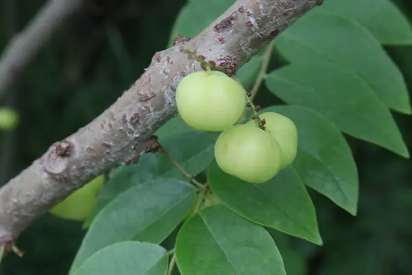 stock image Phyllanthus acidus on tree in farm for sell are cash crops. is somewhat bitter, aromatic, pungent, sour, enhances appetite.treatment of bronchitis, biliousness, urinary concentrations, piles