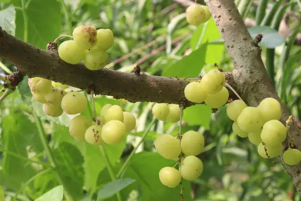 stock image Phyllanthus acidus on tree in farm for sell are cash crops. is somewhat bitter, aromatic, pungent, sour, enhances appetite.treatment of bronchitis, biliousness, urinary concentrations, piles