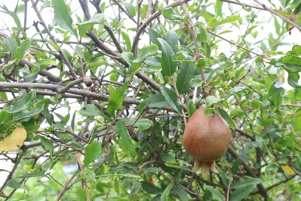 stock image Pomegranate on plant in farm for harvest are cash crops. have antioxidants that can help protect the health of your heart, kidneys, gut microbiome, Alzheimer's disease, Parkinson's disease