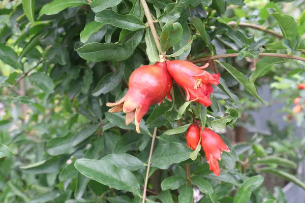 stock image Pomegranate on plant in farm for harvest are cash crops. have antioxidants that can help protect the health of your heart, kidneys, gut microbiome, Alzheimer's disease, Parkinson's disease