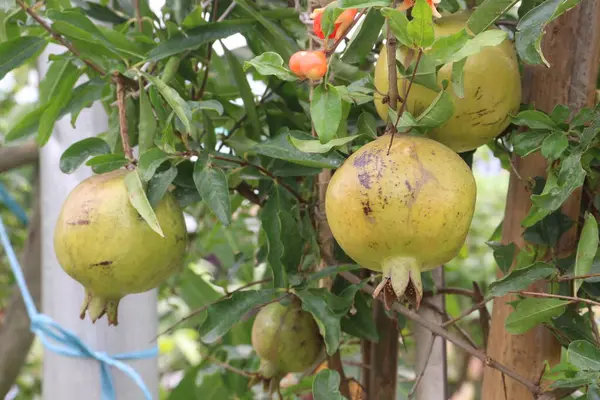 stock image Pomegranate on plant in farm for harvest are cash crops. have antioxidants that can help protect the health of your heart, kidneys, gut microbiome, Alzheimer's disease, Parkinson's disease