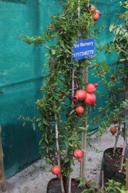 Pomegranate on plant in farm for harvest are cash crops. have antioxidants that can help protect the health of your heart, kidneys, gut microbiome, Alzheimer's disease, Parkinson's disease clipart