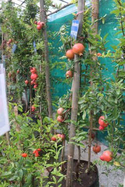 Pomegranate on plant in farm for harvest are cash crops. have antioxidants that can help protect the health of your heart, kidneys, gut microbiome, Alzheimer's disease, Parkinson's disease