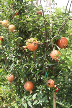 Pomegranate on plant in farm for harvest are cash crops. have antioxidants that can help protect the health of your heart, kidneys, gut microbiome, Alzheimer's disease, Parkinson's disease