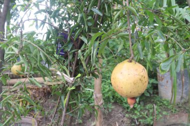 Pomegranate on plant in farm for harvest are cash crops. have antioxidants that can help protect the health of your heart, kidneys, gut microbiome, Alzheimer's disease, Parkinson's disease