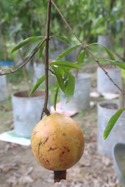 Pomegranate on plant in farm for harvest are cash crops. have antioxidants that can help protect the health of your heart, kidneys, gut microbiome, Alzheimer's disease, Parkinson's disease