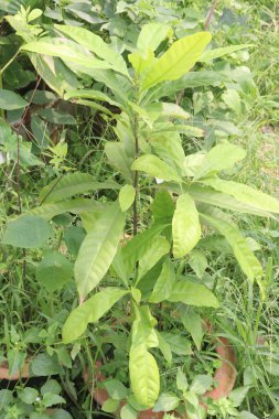 Çiftlikteki Pouteria caimito meyve fabrikası nakit ürünleri satar. Abiu meyvesi antimikrobiyal, anti-mantar, antiviral, antikanser, ağrı kesici, antipiretik ve antienflamatuar özelliklere sahiptir.