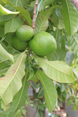 Pouteria caimito fruit on tree in farm for sell are cash crops. Abiu fruit possesses antimicrobial, antifungal, antiviral, anticancer, analgesic, antipyretic, and anti-inflammatory properties clipart