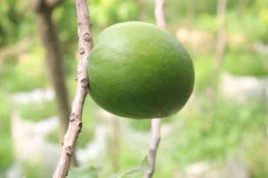 Pouteria caimito fruit on tree in farm for sell are cash crops. Abiu fruit possesses antimicrobial, antifungal, antiviral, anticancer, analgesic, antipyretic, and anti-inflammatory properties clipart