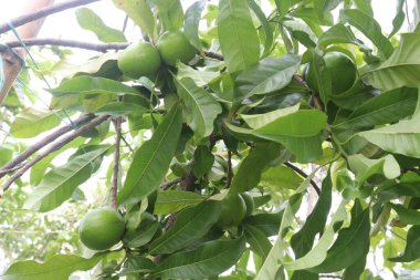 Pouteria caimito fruit on tree in farm for sell are cash crops. Abiu fruit possesses antimicrobial, antifungal, antiviral, anticancer, analgesic, antipyretic, and anti-inflammatory properties clipart