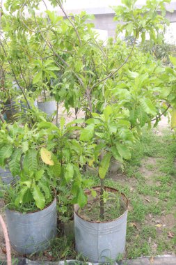 Çiftlikteki Pouteria caimito meyve fabrikası nakit ürünleri satar. Abiu meyvesi antimikrobiyal, anti-mantar, antiviral, antikanser, ağrı kesici, antipiretik ve antienflamatuar özelliklere sahiptir.