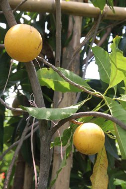 Pouteria caimito fruit on tree in farm for sell are cash crops. Abiu fruit possesses antimicrobial, antifungal, antiviral, anticancer, analgesic, antipyretic, and anti-inflammatory properties clipart