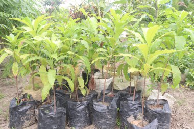 Çiftlikteki Pouteria caimito meyve fabrikası nakit ürünleri satar. Abiu meyvesi antimikrobiyal, anti-mantar, antiviral, antikanser, ağrı kesici, antipiretik ve antienflamatuar özelliklere sahiptir.