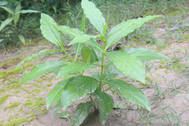 Ormanda yılan ayaklı Kızılderili bitkisi. Kök, ilaç yapımında kullanılır. Hafif yüksek tansiyon, gerginlik, uyku sorunu (uykusuzluk), tedirgin psikoz, delilik gibi zihinsel bozukluklar için kullanılır.