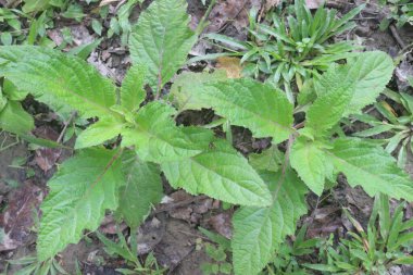 Ormanda salvia glutinosa. Bu tıbbi bir bitki. Etnofarmakolojik. Romen halk tıbbında iltihap, yaralanma ve hafif enfeksiyonlarda kullanılıyor