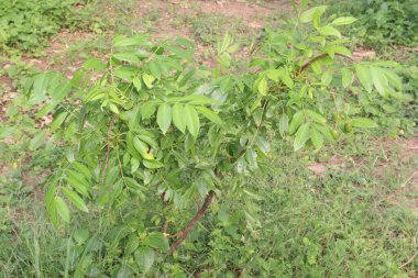 Spondias mombin, fidanlıkta satılmak üzere ağaçta nakit mahsuldür. Kürtaj, kabızlık, ateş, bel soğukluğu, doğum sonrası kanama, sindirim ağrısı, ishal, dizanteri, yaralar.