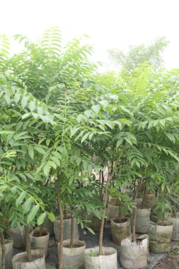 Spondias mombin plant on nursery for sell are cash crops. benefit of abortion, constipation, fever, gonorrhea, postpartum hemorrhage, digestive pain, diarrhoea, dysentery, wounds clipart