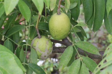 Spondias mombin, fidanlıkta satılmak üzere ağaçta nakit mahsuldür. Kürtaj, kabızlık, ateş, bel soğukluğu, doğum sonrası kanama, sindirim ağrısı, ishal, dizanteri, yaralar.