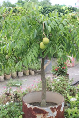 Spondias mombin, fidanlıkta satılmak üzere ağaçta nakit mahsuldür. Kürtaj, kabızlık, ateş, bel soğukluğu, doğum sonrası kanama, sindirim ağrısı, ishal, dizanteri, yaralar.