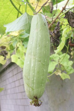 Çiftlikte hasatta sünger kabağı nakit paradır. Vitaminler, beslenme, mineraller, kalsiyum, magnezyum, potasyum. Sağlıklı kemiklere, kaslara, kalp fonksiyonlarına, diyete yardımcı olur. optimal sağlık desteği