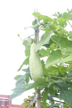 Sponge gourd on farm for harvest are cash corps. have vitamins, nutrition, minerals, calcium, magnesium, potassium. help healthy bones, muscles, heart function, dieting. support optimal health clipart