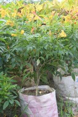 Çocuk odasındaki Tecomaria Capensis çiçek fabrikası satılık nakit mahsuller. Ağrıyı, uykusuzluğu, ateşi, göğüs ağrılarını, mide ağrılarını, ishali, dizanteri tedavisi, süt veren annelerde süt akışını teşvik etme