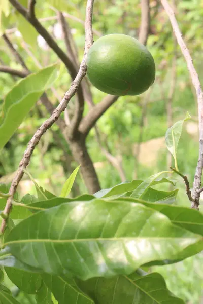 stock image Pouteria caimito fruit on tree in farm for sell are cash crops. Abiu fruit possesses antimicrobial, antifungal, antiviral, anticancer, analgesic, antipyretic, and anti-inflammatory properties