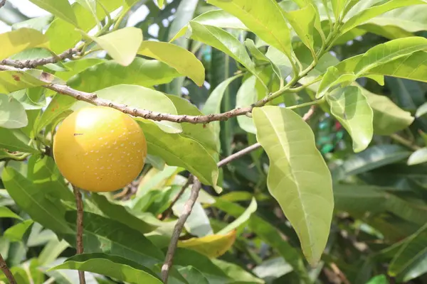 stock image Pouteria caimito fruit on tree in farm for sell are cash crops. Abiu fruit possesses antimicrobial, antifungal, antiviral, anticancer, analgesic, antipyretic, and anti-inflammatory properties