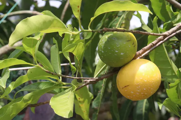 stock image Pouteria caimito fruit on tree in farm for sell are cash crops. Abiu fruit possesses antimicrobial, antifungal, antiviral, anticancer, analgesic, antipyretic, and anti-inflammatory properties