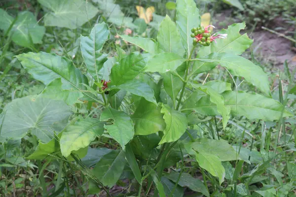 stock image Indian snakeroot plant on jungle. The root is used to make medicine.is used for mild high blood pressure, nervousness, trouble sleeping (insomnia), mental disorders such as agitated psychosis,insanity