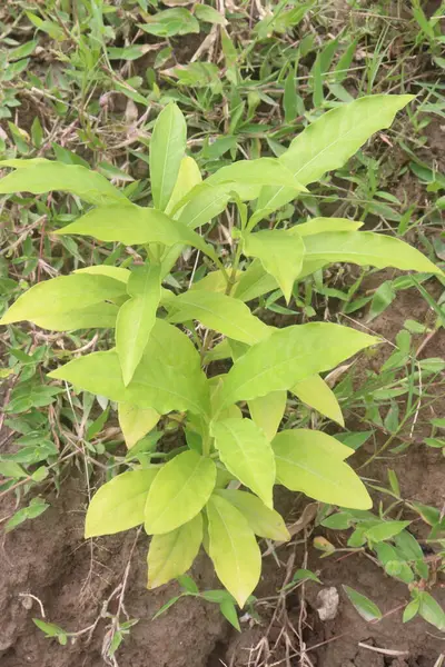 stock image Indian snakeroot plant on jungle. The root is used to make medicine.is used for mild high blood pressure, nervousness, trouble sleeping (insomnia), mental disorders such as agitated psychosis,insanity