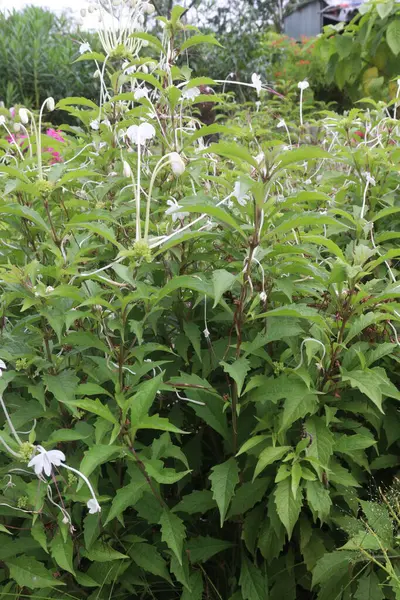 stock image Rotheca microphylla flower plant on farm for sell are cash crops