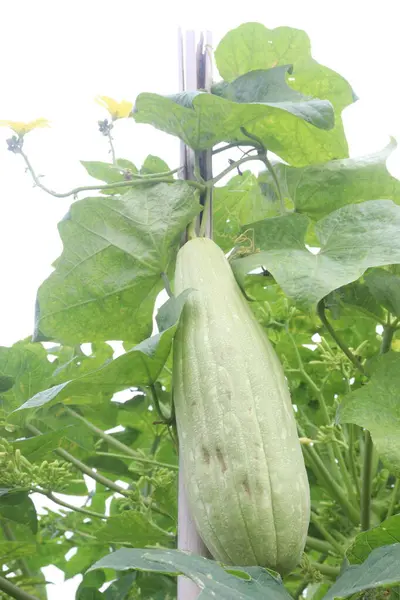 stock image Sponge gourd on farm for harvest are cash corps. have vitamins, nutrition, minerals, calcium, magnesium, potassium. help healthy bones, muscles, heart function, dieting. support optimal health