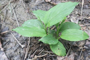 Tarlada satılmak üzere bulunan zerdeçal bitkisi nakit mahsuldür. Bedeni serbest radikalleri nötralize ederek ve hücreleri hasardan, kanserden ve kalp hastalıklarından koruyarak koruyabilecek kimyasallar açısından zengin.