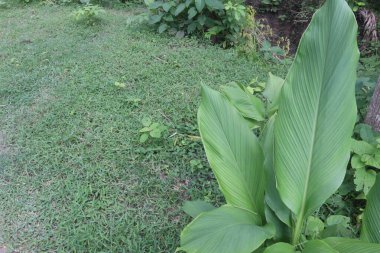 Tarlada satılmak üzere bulunan zerdeçal bitkisi nakit mahsuldür. Bedeni serbest radikalleri nötralize ederek ve hücreleri hasardan, kanserden ve kalp hastalıklarından koruyarak koruyabilecek kimyasallar açısından zengin.