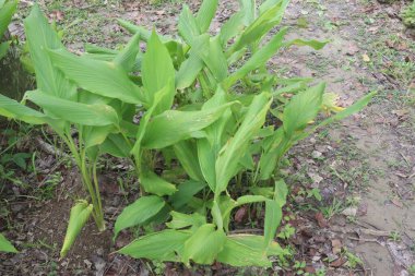 turmeric plant on pot in farm for sell are cash crops. is rich in Phytochemical that may protect the body by neutralizing free radicals and shielding the cells from damage, cancer and heart disease clipart