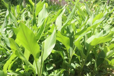 turmeric plant on pot in farm for sell are cash crops. is rich in Phytochemical that may protect the body by neutralizing free radicals and shielding the cells from damage, cancer and heart disease clipart