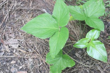 Typhonium trilobatum also called Bengal Arum plant on farm for harvest are cash crops clipart