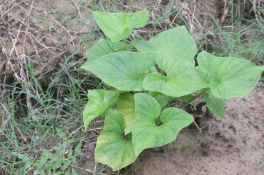 Typhonium trilobatum also called Bengal Arum plant on farm for harvest are cash crops clipart