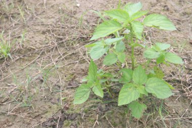 Typhonium trilobatum ayrıca Bengal Arum bitkisi olarak da bilinir.