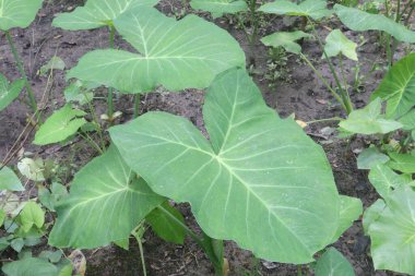 Taro ya da Arbi yaprakları çiftlikte satışta nakit ürünleri ve dengeli diyettir. Demir, C vitamini cilt sağlığını, üreme sağlığını ve kardiyovasküler refahı tedavi eder.,