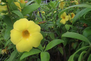 allamanda schottii flower on tree in farm for sell are cash crops and it can treating malaria, jaundice, cough, wounds and constipation and leukemia clipart