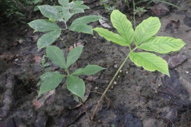 Ormandaki amorfofallus bulbifer bitkisi tıbbi olarak nakit ürünüdür.
