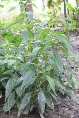 Çiftlikteki Andrographis panikleyerek ilaç yetiştirmek nakit mahsuldür. Bakteriyel enfeksiyonları, ateşi tedavi et. Antibakteriyel, antioksidan, antienflamatuar, kansere karşı, bağışıklık güçlendirici