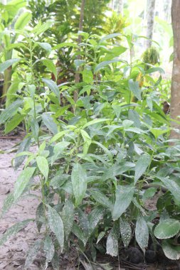 Çiftlikteki Andrographis panikleyerek ilaç yetiştirmek nakit mahsuldür. Bakteriyel enfeksiyonları, ateşi tedavi et. Antibakteriyel, antioksidan, antienflamatuar, kansere karşı, bağışıklık güçlendirici