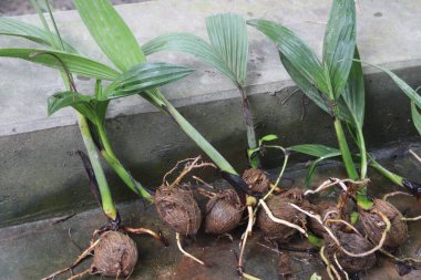 Areca nut plant seedlings on farm for sell are cash crops. kill worms, remove phlegm, subdue bad odors, beautify the mouth, induce purification, and kindle passion clipart