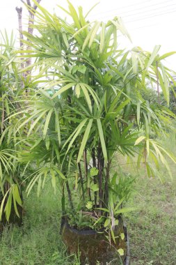 Broadleaf lady palm plant on nursery for sell are cash crops. has proven successful in removing airborne toxins within the home, including ammonia, formaldehyde, xylene, and carbon dioxide clipart